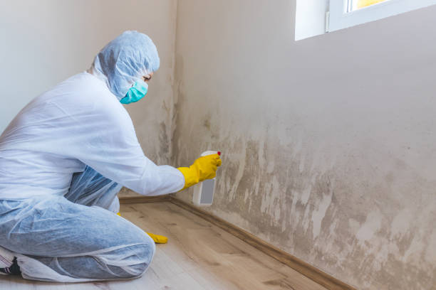 Licensed Basement Mold Remediation service in Deerfield Beach, FL - WQB Mold Removal