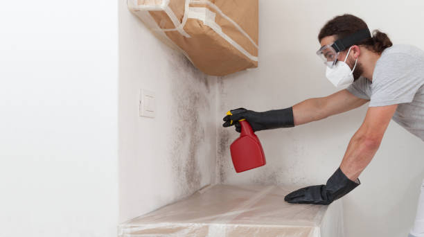 Professional Basement Mold Remediation technician working in Deerfield Beach, FL