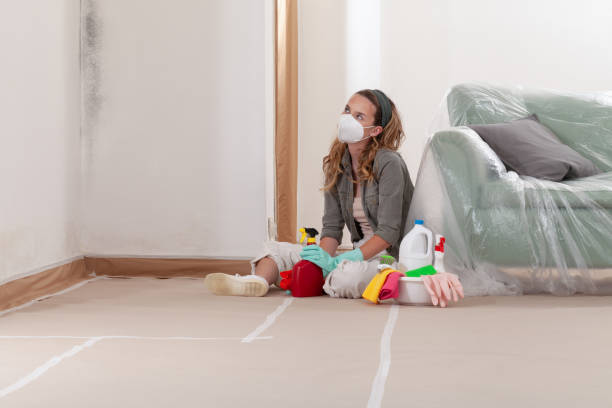 Reliable Basement Mold Remediation contractor in Deerfield Beach, FL by WQB Mold Removal